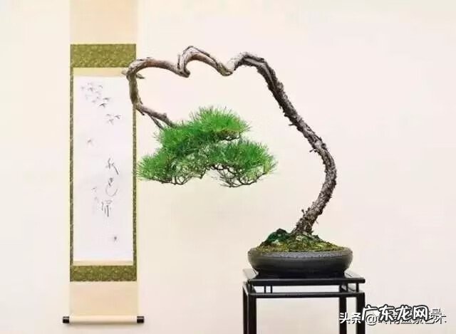 高清小小智慧树歌曲大全 智慧树歌曲大全播放