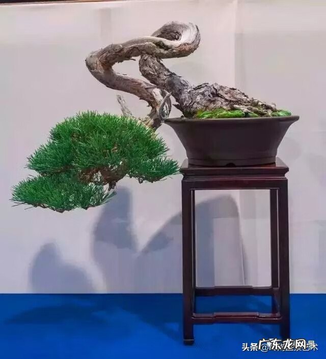 高清小小智慧树歌曲大全 智慧树歌曲大全播放