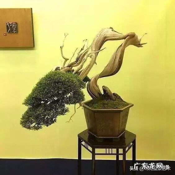 高清小小智慧树歌曲大全 智慧树歌曲大全播放