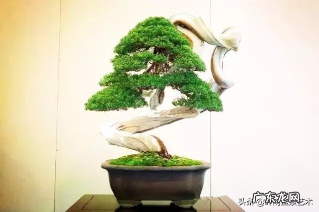 高清小小智慧树歌曲大全 智慧树歌曲大全播放