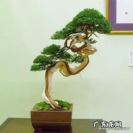 高清小小智慧树歌曲大全 智慧树歌曲大全播放