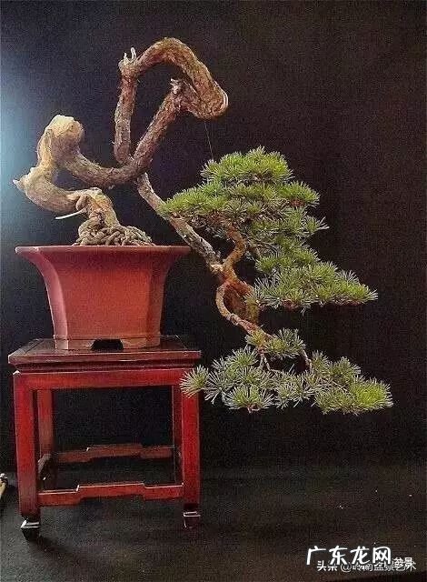 高清小小智慧树歌曲大全 智慧树歌曲大全播放