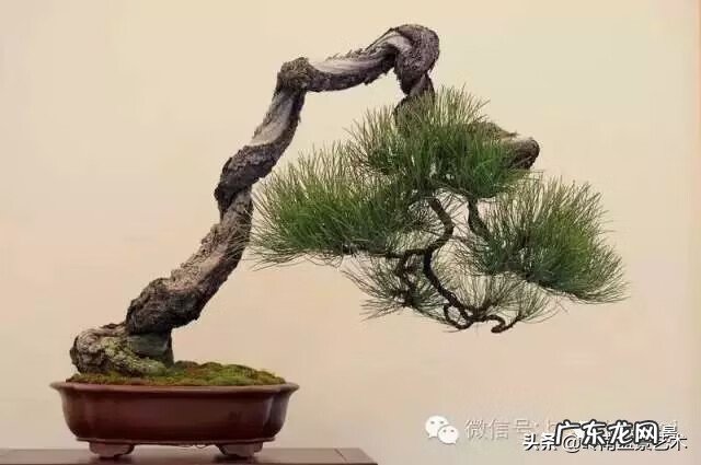 高清小小智慧树歌曲大全 智慧树歌曲大全播放