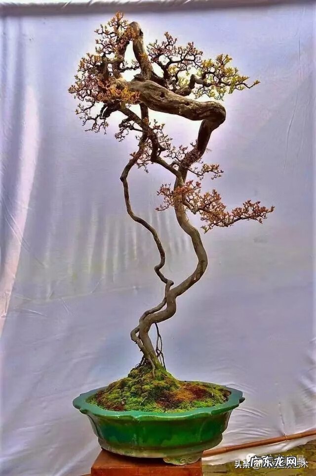 高清小小智慧树歌曲大全 智慧树歌曲大全播放