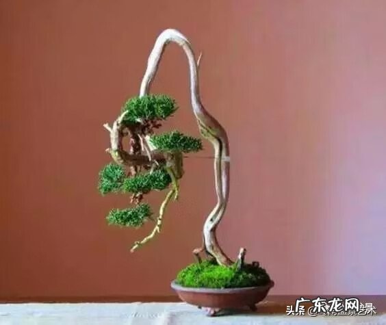 高清小小智慧树歌曲大全 智慧树歌曲大全播放