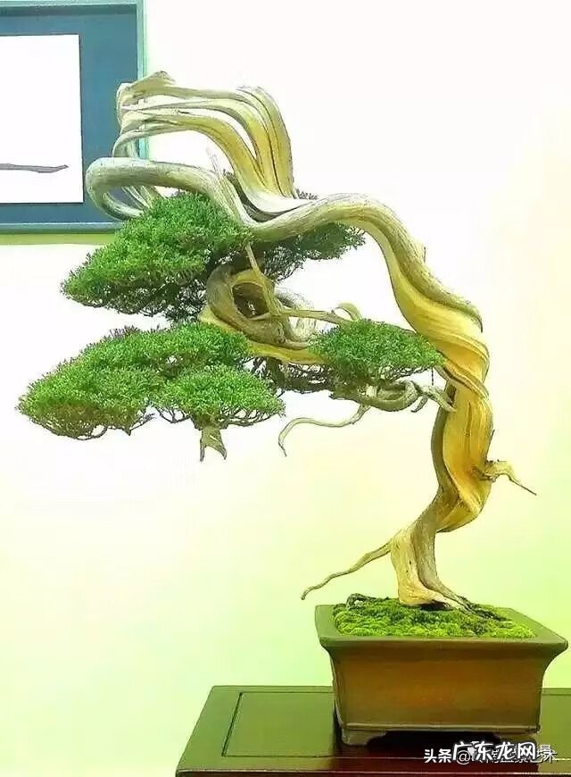 高清小小智慧树歌曲大全 智慧树歌曲大全播放