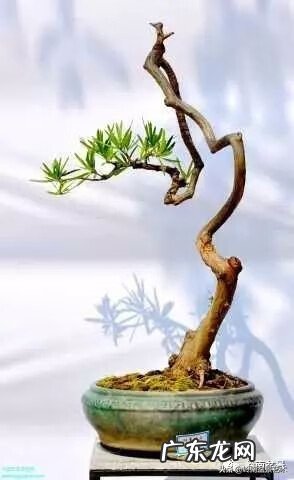 高清小小智慧树歌曲大全 智慧树歌曲大全播放