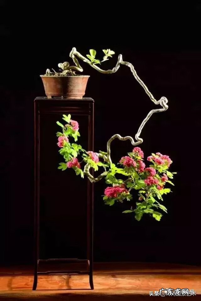 高清小小智慧树歌曲大全 智慧树歌曲大全播放