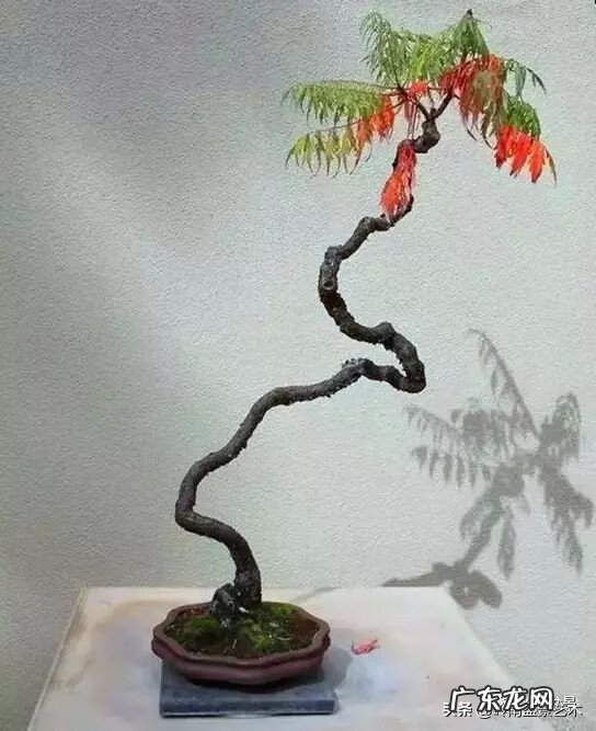 高清小小智慧树歌曲大全 智慧树歌曲大全播放