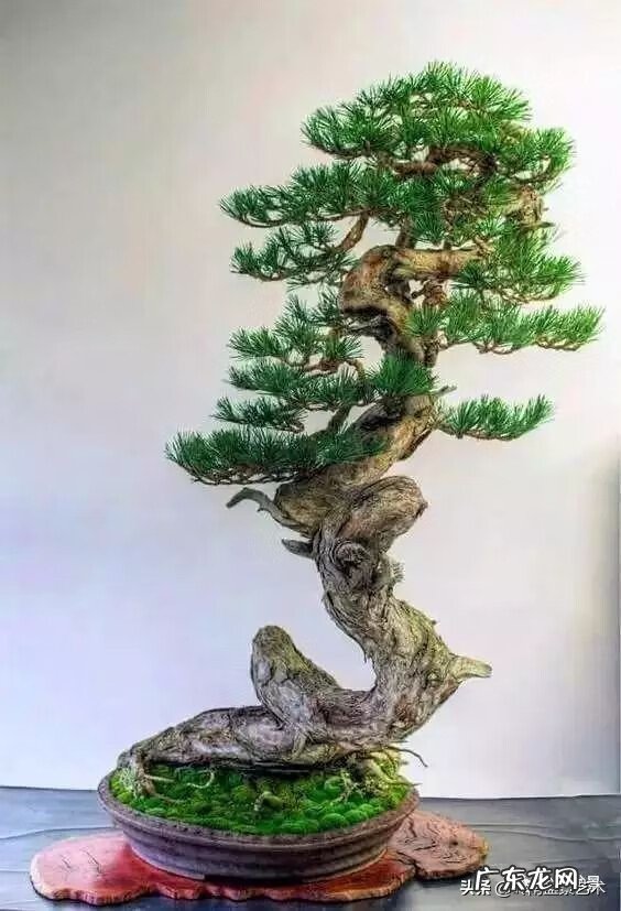 高清小小智慧树歌曲大全 智慧树歌曲大全播放