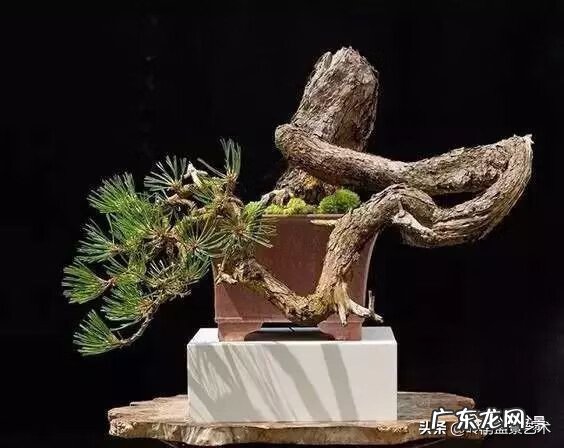 高清小小智慧树歌曲大全 智慧树歌曲大全播放