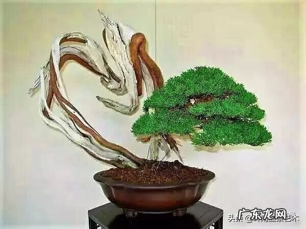 高清小小智慧树歌曲大全 智慧树歌曲大全播放