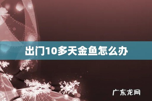 出门10多天金鱼怎么办
