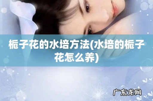 水培的栀子花怎么养 栀子花的水培方法