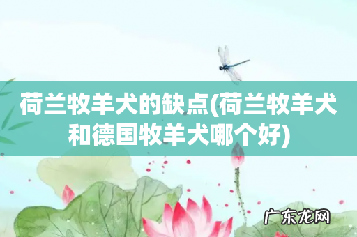 荷兰牧羊犬和德国牧羊犬哪个好 荷兰牧羊犬的缺点