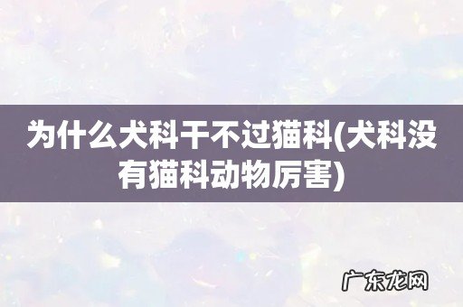 犬科没有猫科动物厉害 为什么犬科干不过猫科