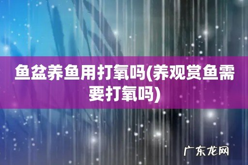 养观赏鱼需要打氧吗 鱼盆养鱼用打氧吗