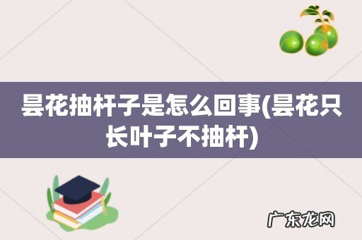 昙花只长叶子不抽杆 昙花抽杆子是怎么回事