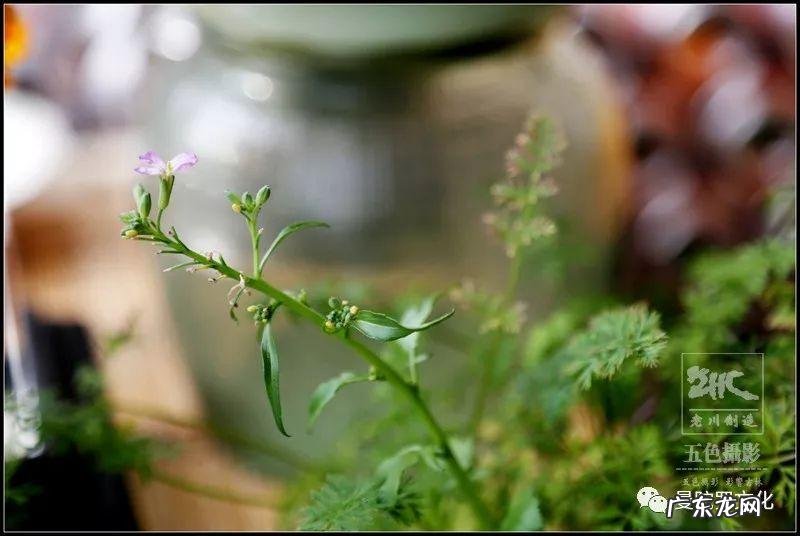 风水沙龙活动怎么写 风水中的风沙龙是什么意思啊