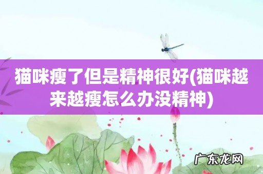 猫咪越来越瘦怎么办没精神 猫咪瘦了但是精神很好