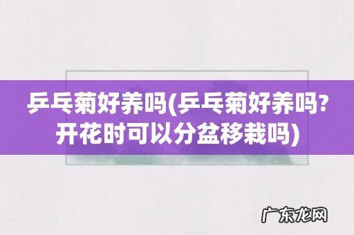 乒乓菊好养吗?开花时可以分盆移栽吗 乒乓菊好养吗