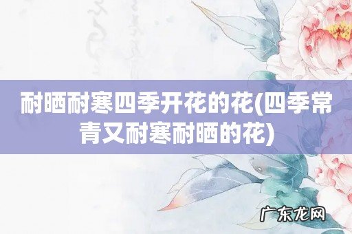 四季常青又耐寒耐晒的花 耐晒耐寒四季开花的花