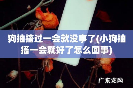 小狗抽搐一会就好了怎么回事 狗抽搐过一会就没事了