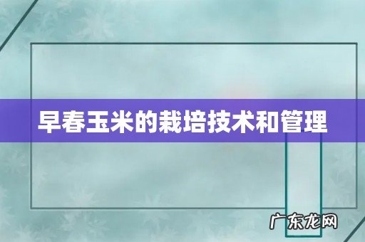 早春玉米的栽培技术和管理