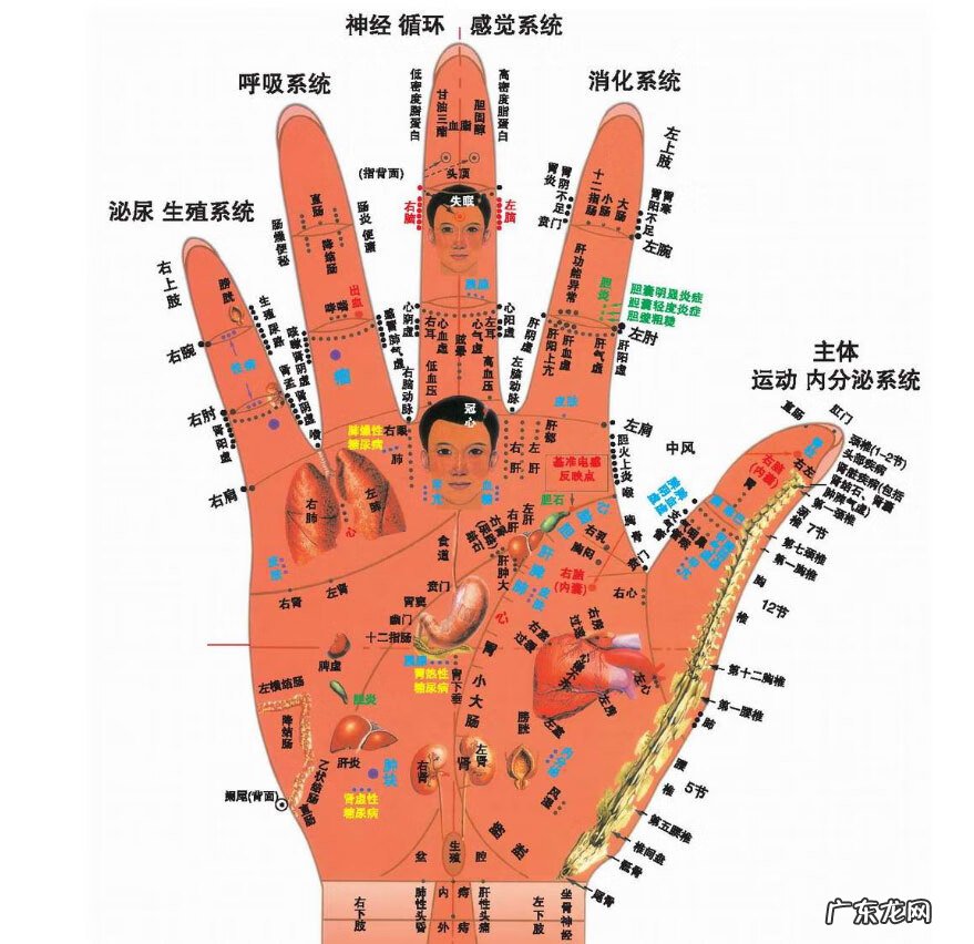 手掌白和手掌红有什么区别 白透红的手掌风水