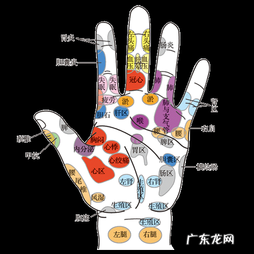手掌白和手掌红有什么区别 白透红的手掌风水