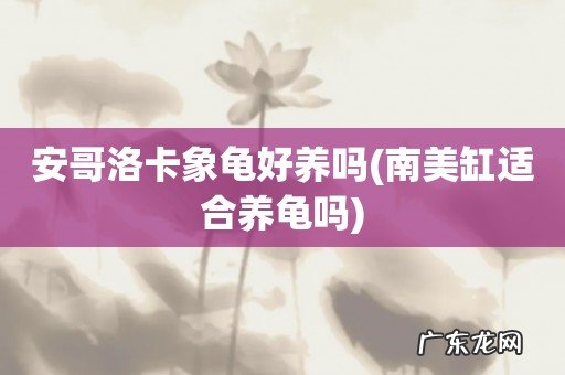 南美缸适合养龟吗 安哥洛卡象龟好养吗