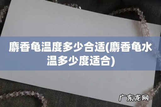 麝香龟水温多少度适合 麝香龟温度多少合适