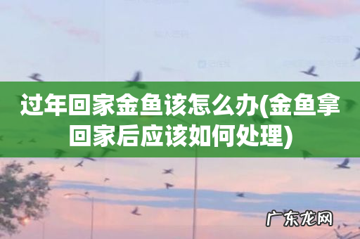 金鱼拿回家后应该如何处理 过年回家金鱼该怎么办