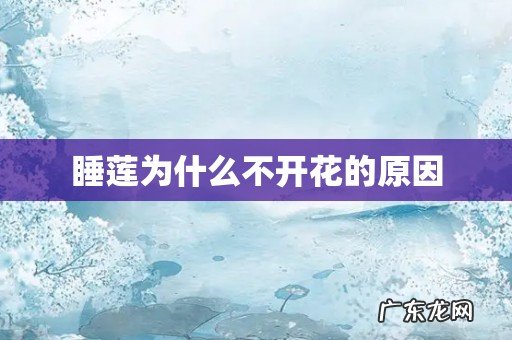 睡莲为什么不开花的原因