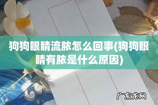 狗狗眼睛有脓是什么原因 狗狗眼睛流脓怎么回事