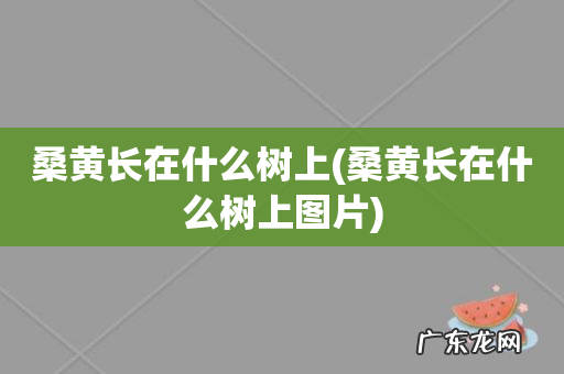 桑黄长在什么树上图片 桑黄长在什么树上