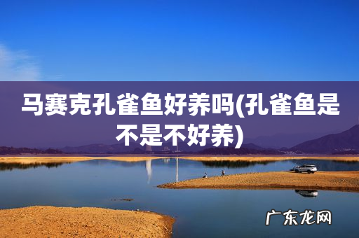 孔雀鱼是不是不好养 马赛克孔雀鱼好养吗
