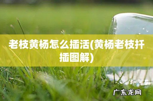 黄杨老枝扦插图解 老枝黄杨怎么插活