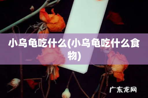 小乌龟吃什么食物 小乌龟吃什么