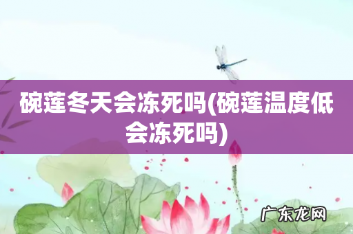 碗莲温度低会冻死吗 碗莲冬天会冻死吗
