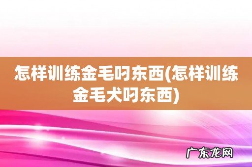 怎样训练金毛犬叼东西 怎样训练金毛叼东西