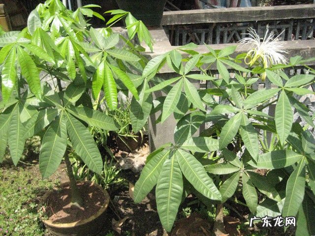 花卉发财树的养殖方法 发财树的养殖方法和注意事项
