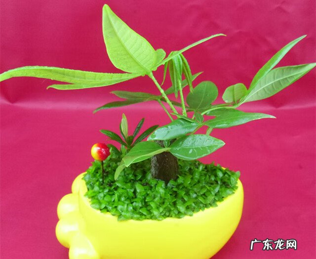 花卉发财树的养殖方法 发财树的养殖方法和注意事项