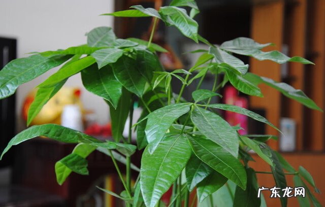 花卉发财树的养殖方法 发财树的养殖方法和注意事项