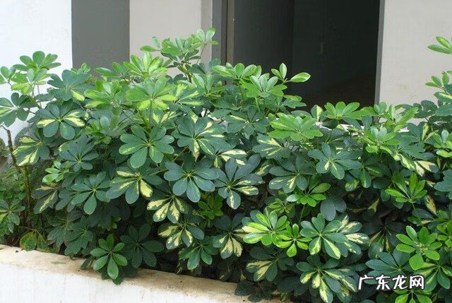 花卉发财树的养殖方法 发财树的养殖方法和注意事项