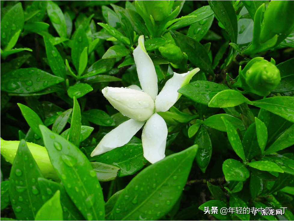 前列腺炎有啥症状,有啥影响 前列腺炎有什么症状和危害性