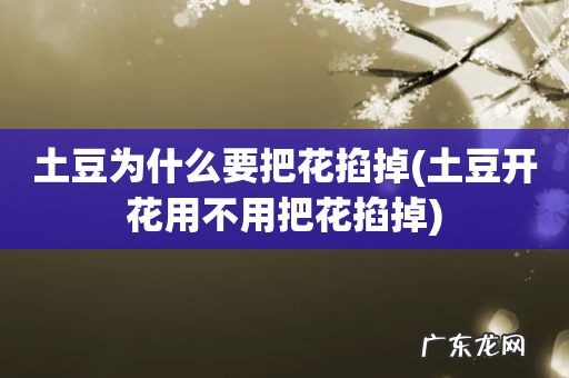 土豆开花用不用把花掐掉 土豆为什么要把花掐掉