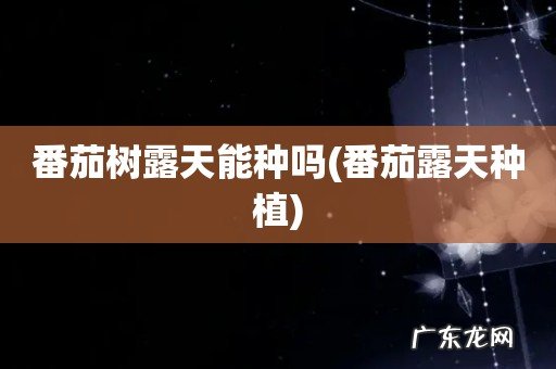 番茄露天种植 番茄树露天能种吗