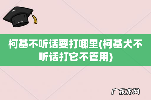 柯基犬不听话打它不管用 柯基不听话要打哪里