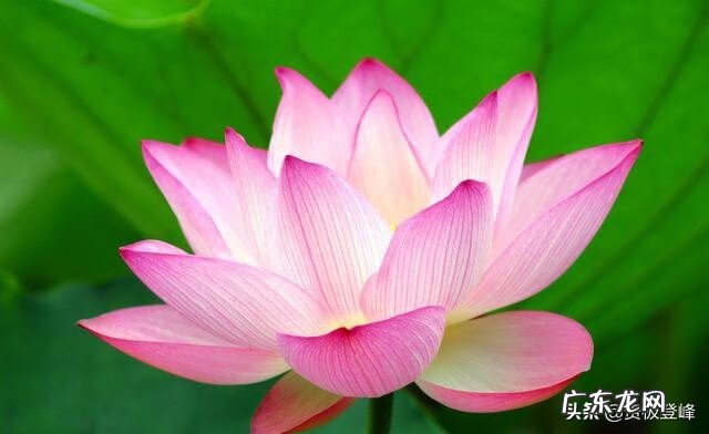 赞美荷花的最有名的诗 赞美荷花的诗句句